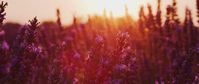 The benefits of Lavender